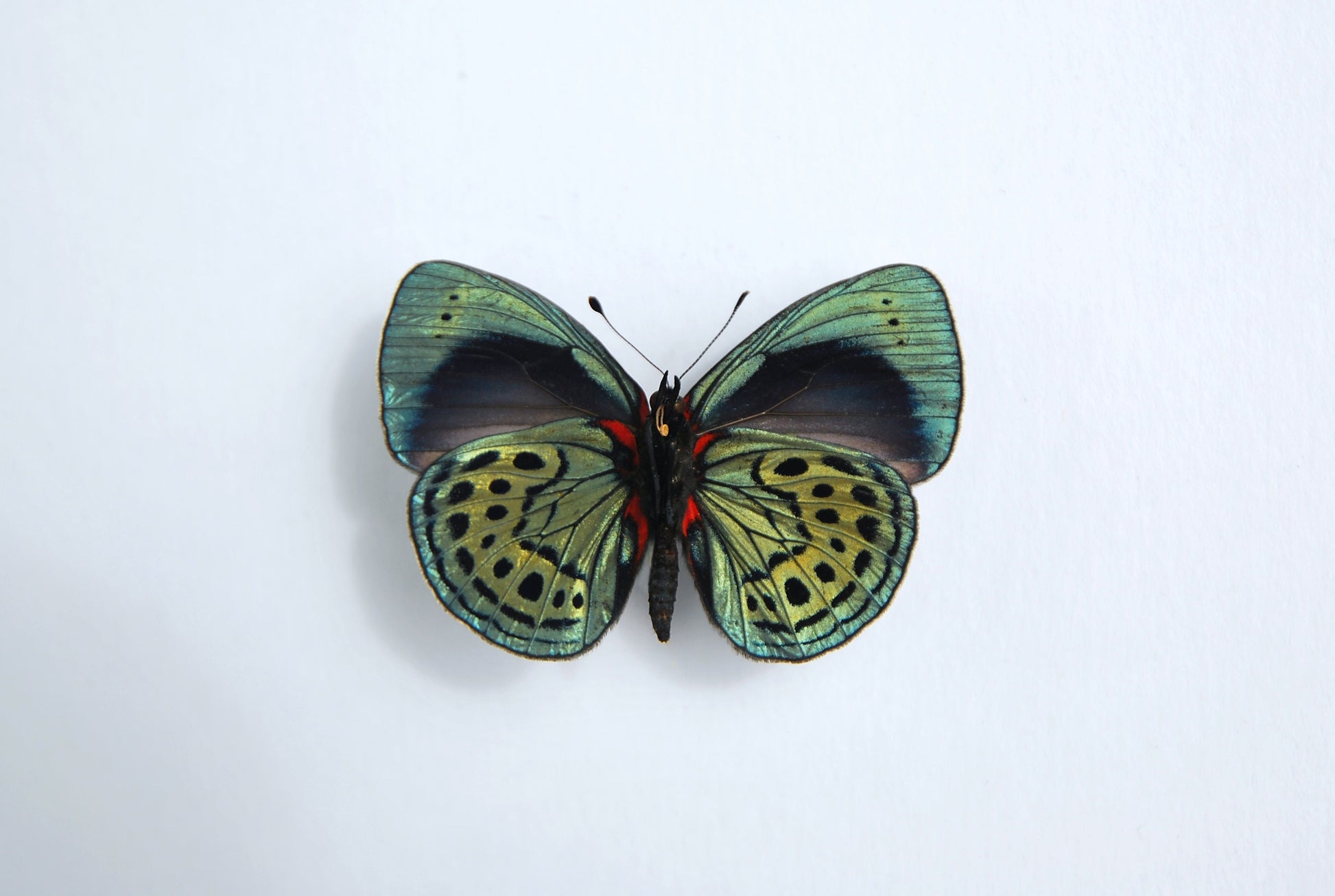 Asterope leprieuri butterfly taxidermy