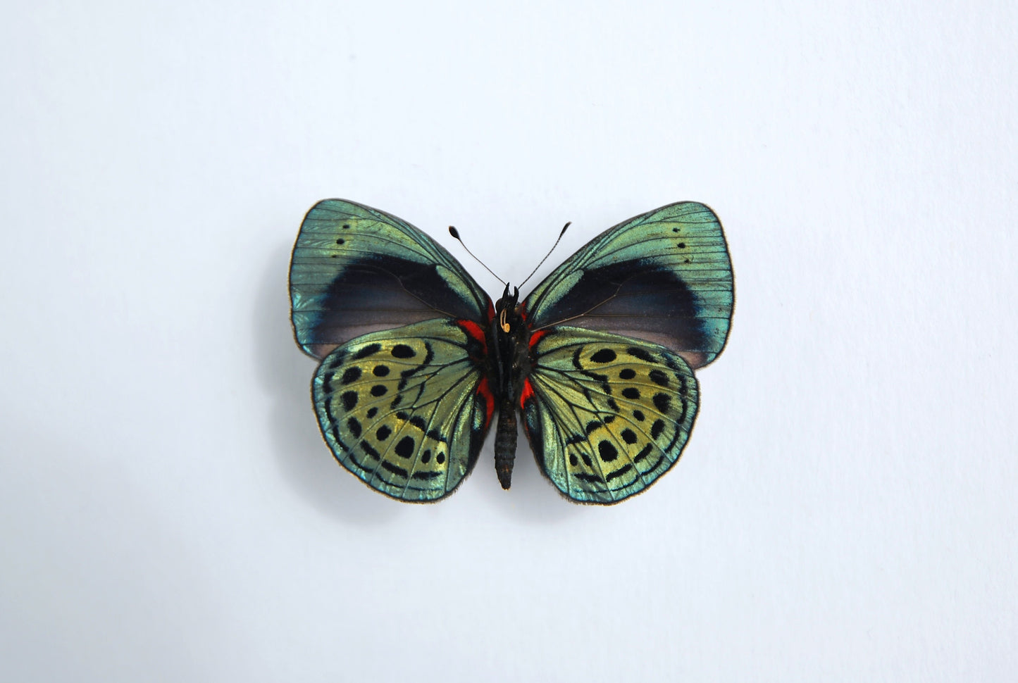 Double Asterope leprieuri butterfly in frame
