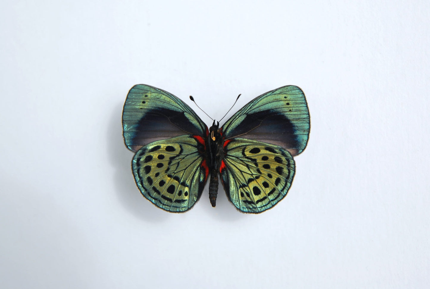 Asterope leprieuri butterfly art