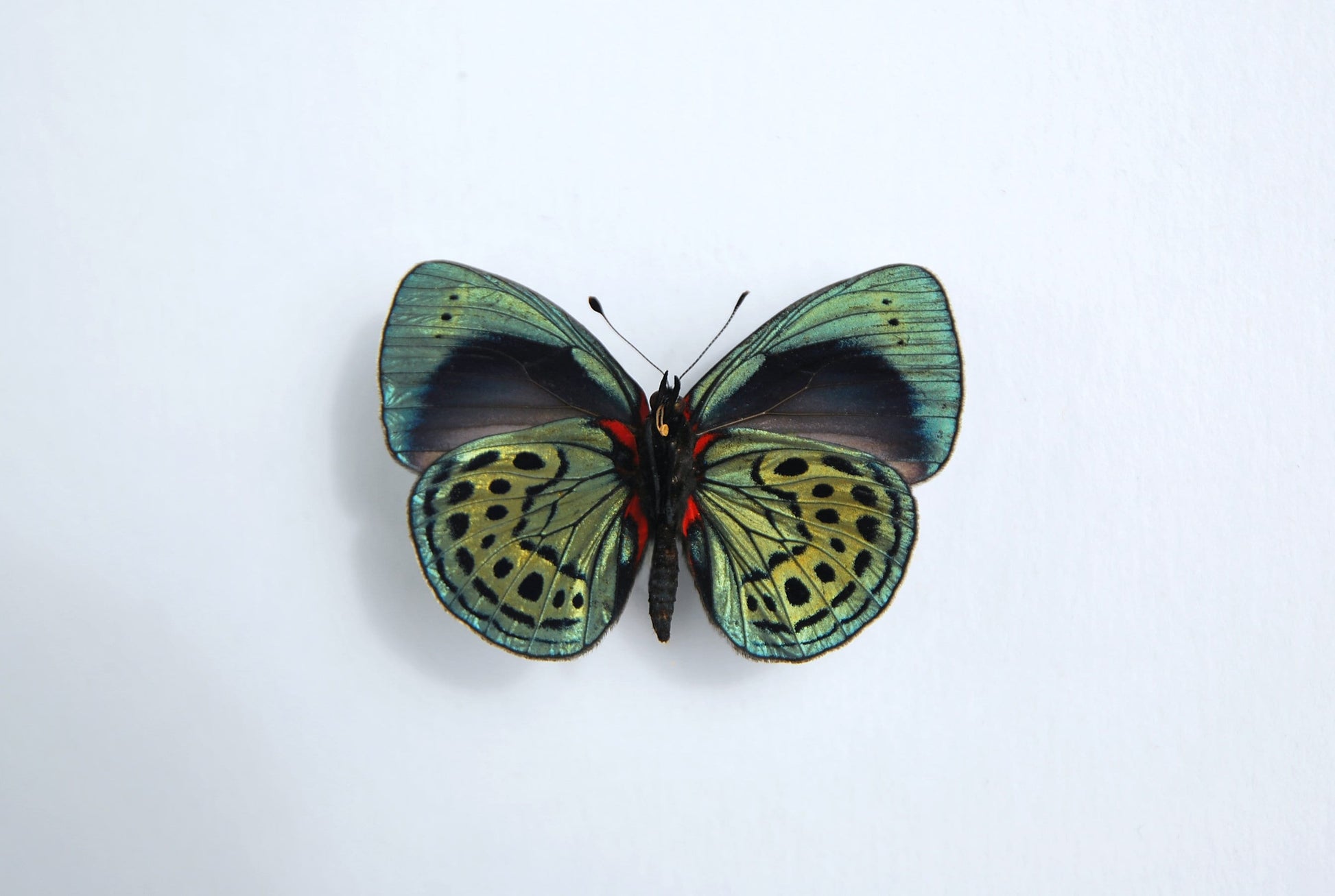 Asterope leprieuri butterfly art