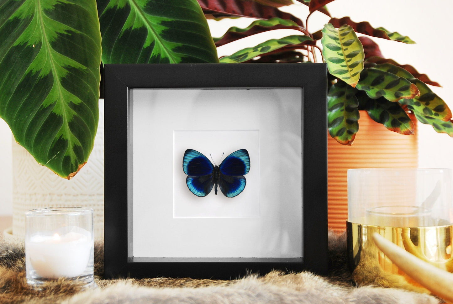 Framed Asterope leprieuri butterfly wall art