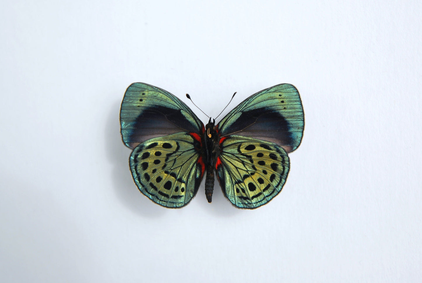 Asterope leprieuri butterfly