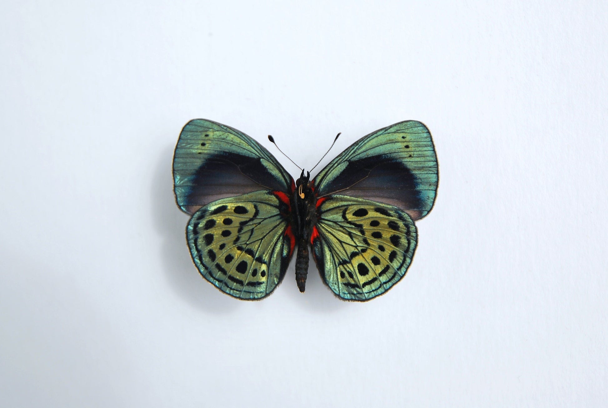 Asterope leprieuri butterfly