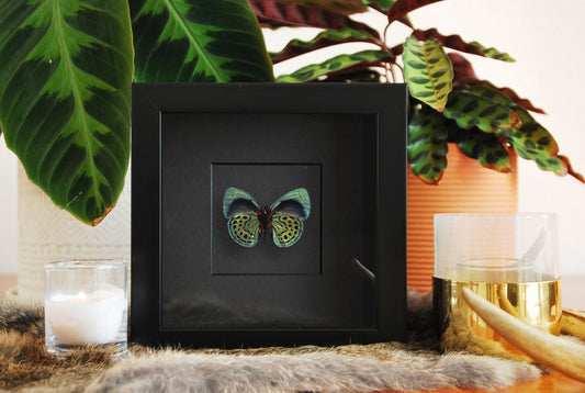 Framed Asterope leprieuri butterfly art