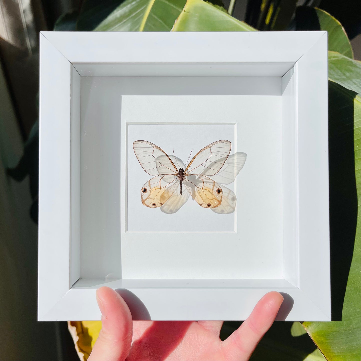 Framed butterfly wall decor-Haetera piera