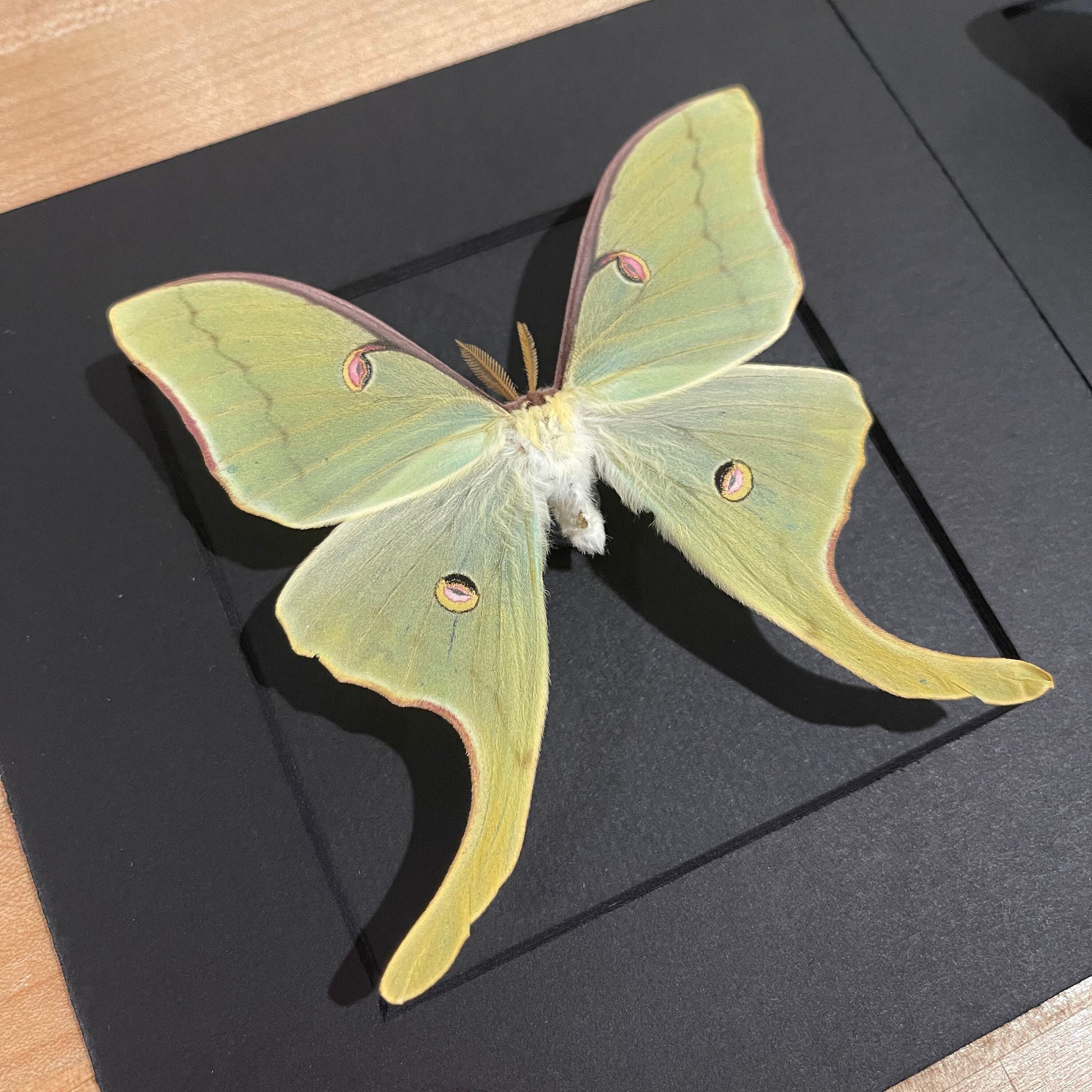 Framed Actias Luna Moth