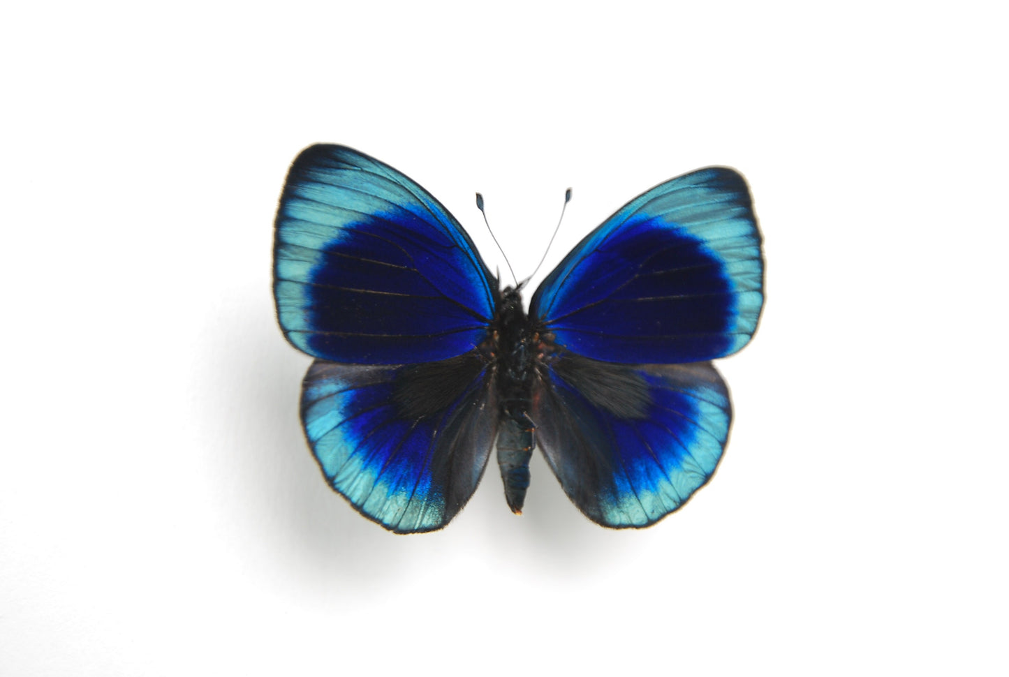 Asterope leprieuri butterfly taxidermy