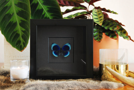 Framed Asterope leprieuri butterfly wall art