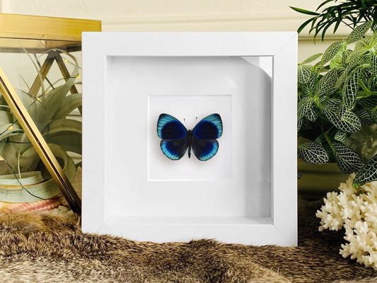 Framed Asterope leprieuri butterfly art