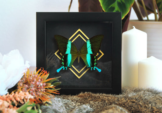 Framed Papilio blumei Swallowtail butterfly wall art with golden accent