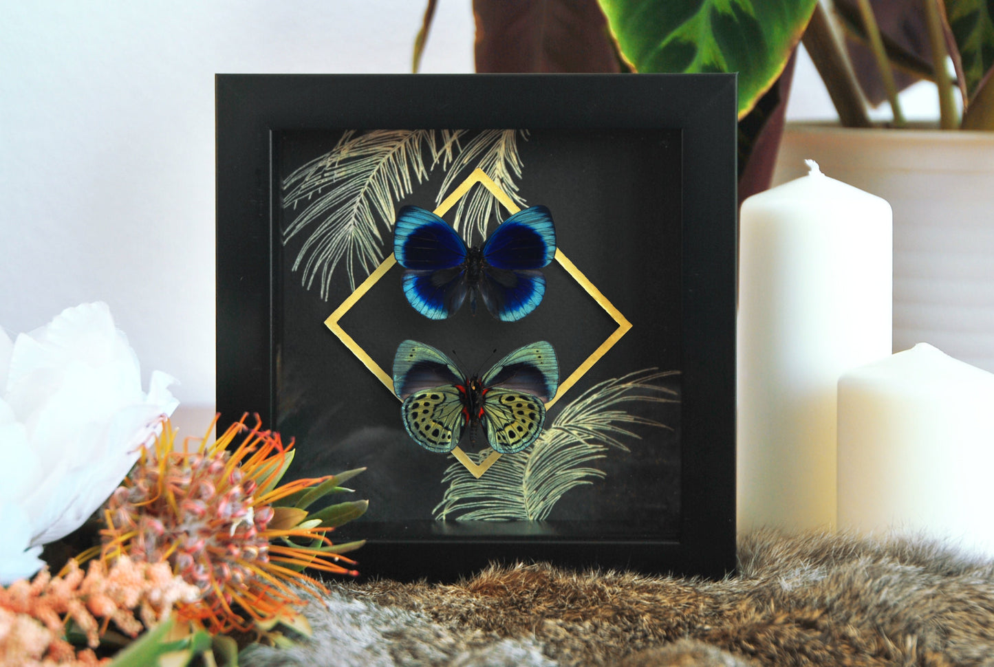 Framed Asterope leprieuri butterfly wall decor