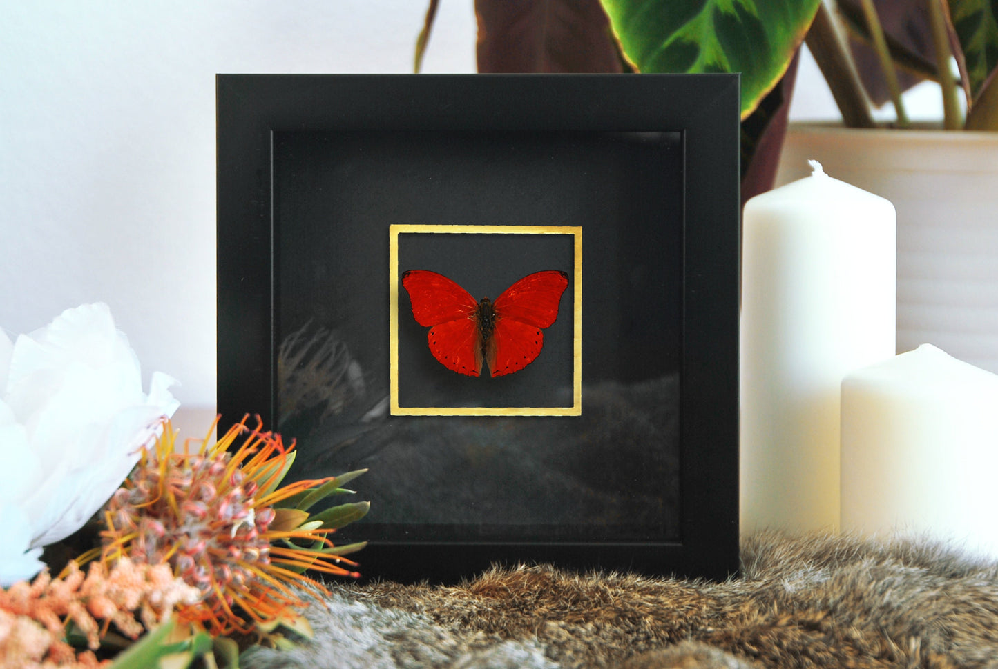 Framed Cymothoe sangaris butterfly wall decor