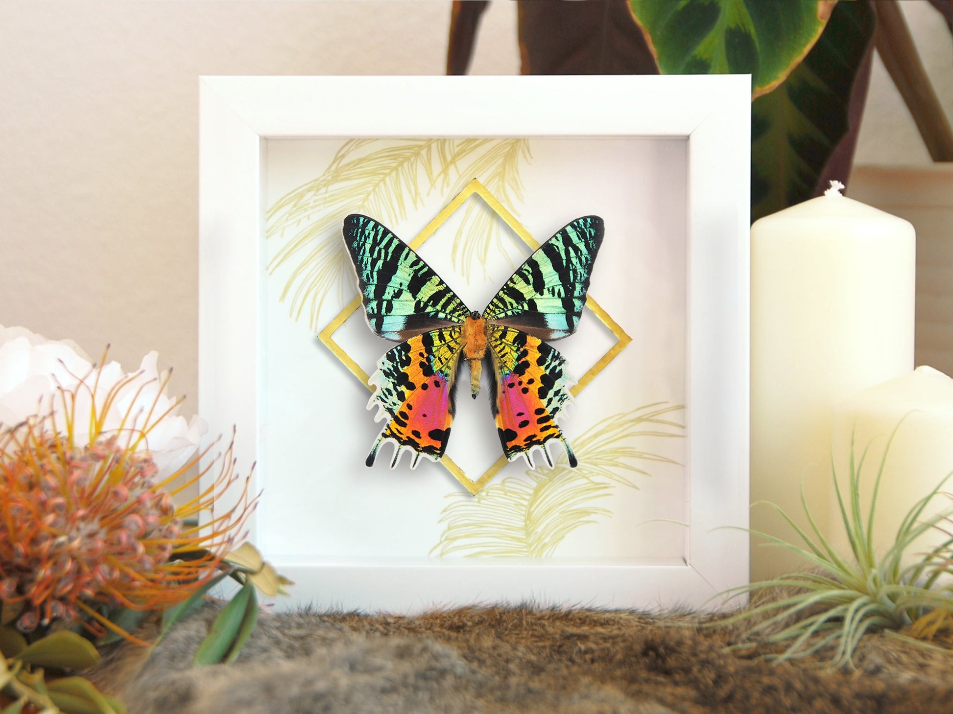 Urania ripheus sunset moth framed art