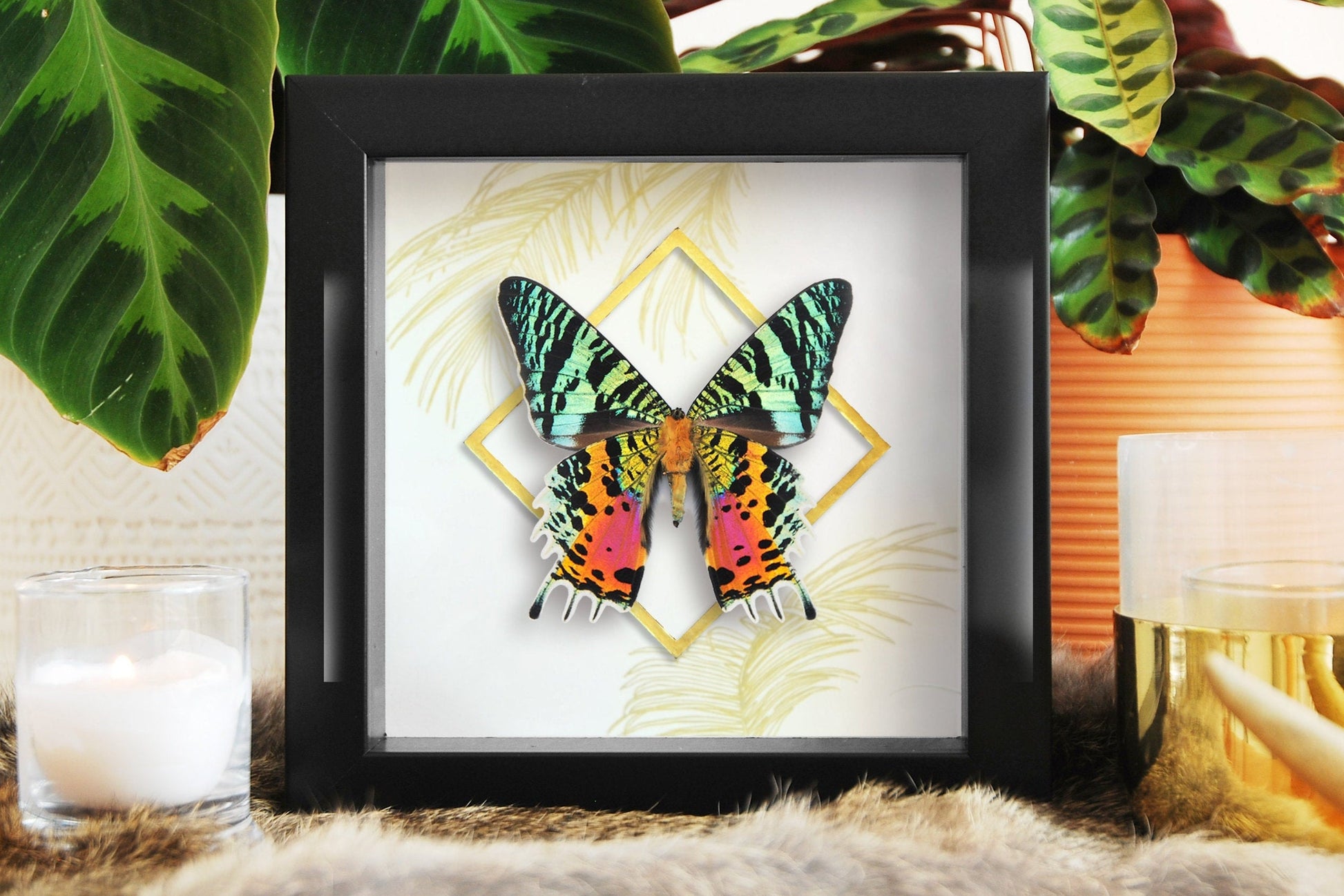 Framed Urania ripheus sunset moth wall decor