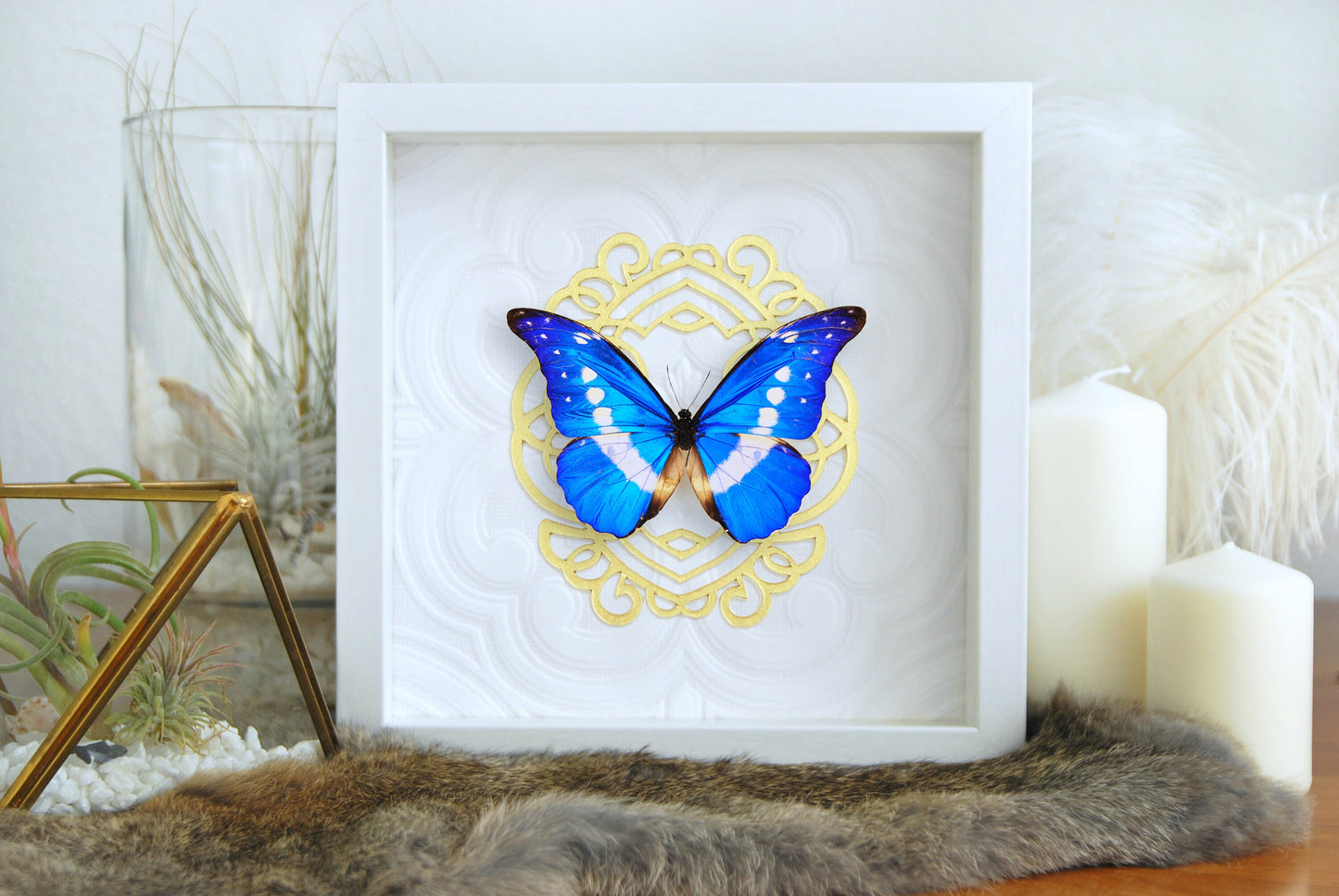 blue morpho butterfly frame