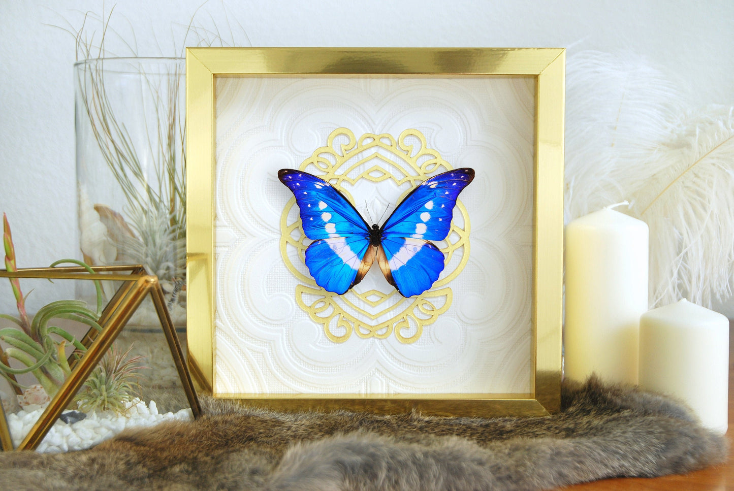 framed blue Morpho helena butterfly art