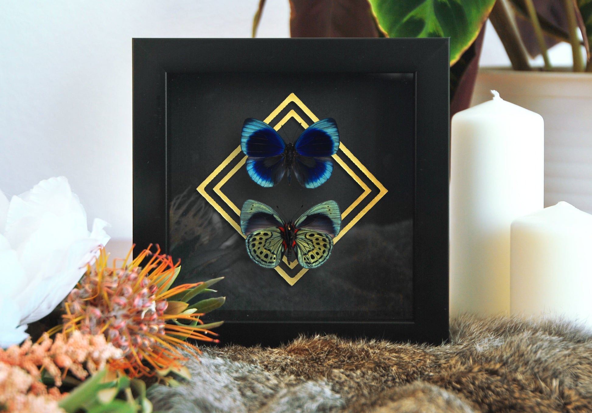 Framed Asterope leprieuri butterfly