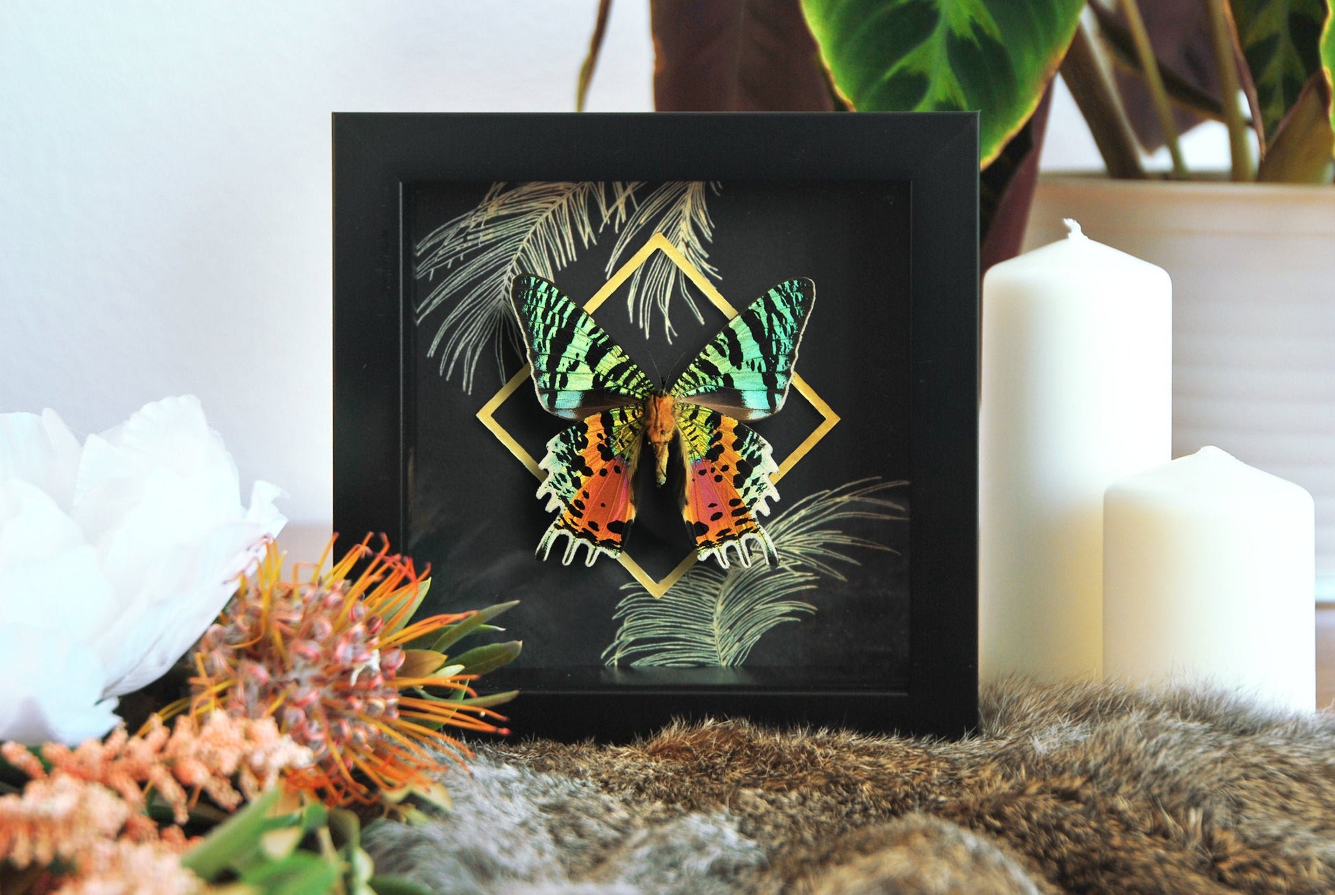 Urania ripheus sunset moth wall decor