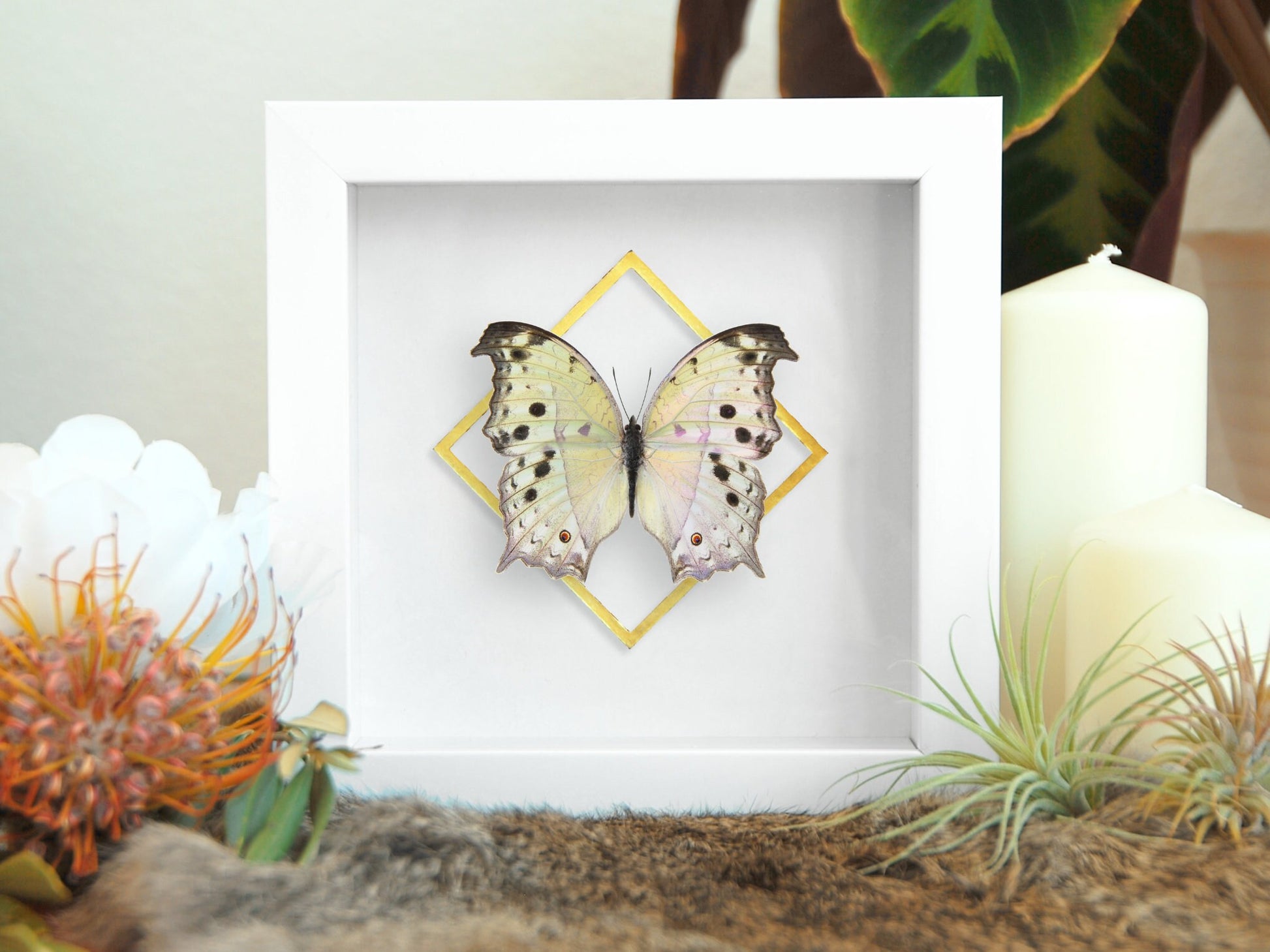 Framed Mother of pearl butterfly