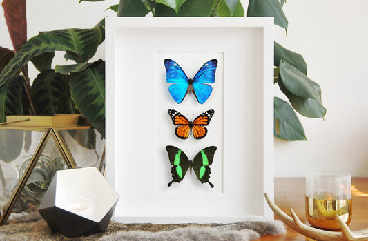 Framed butterfly art