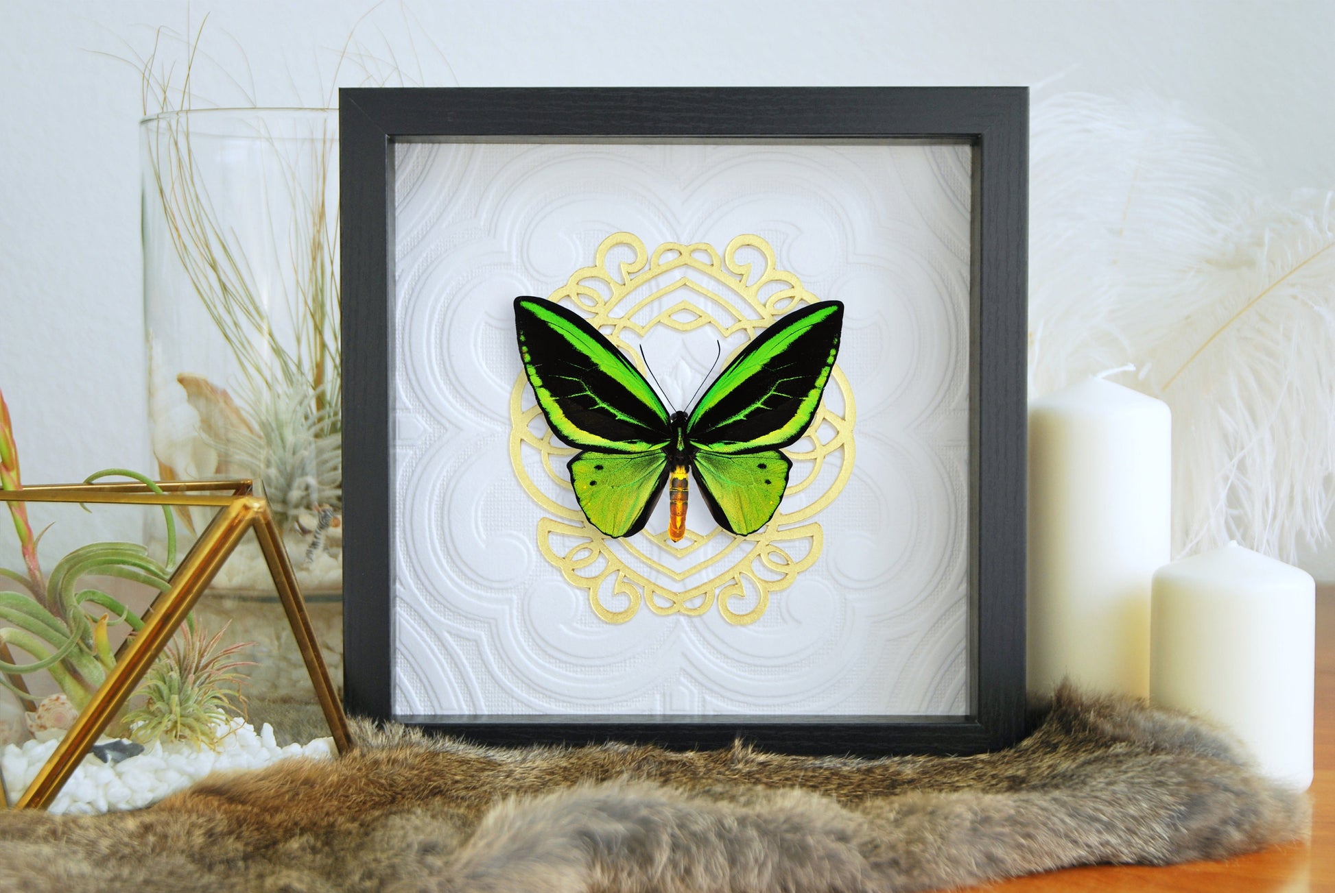 O priamus poseidon birdwing butterfly wall decor