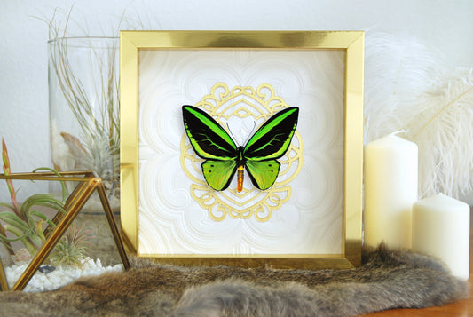 O priamus poseidon birdwing butterfly framed art