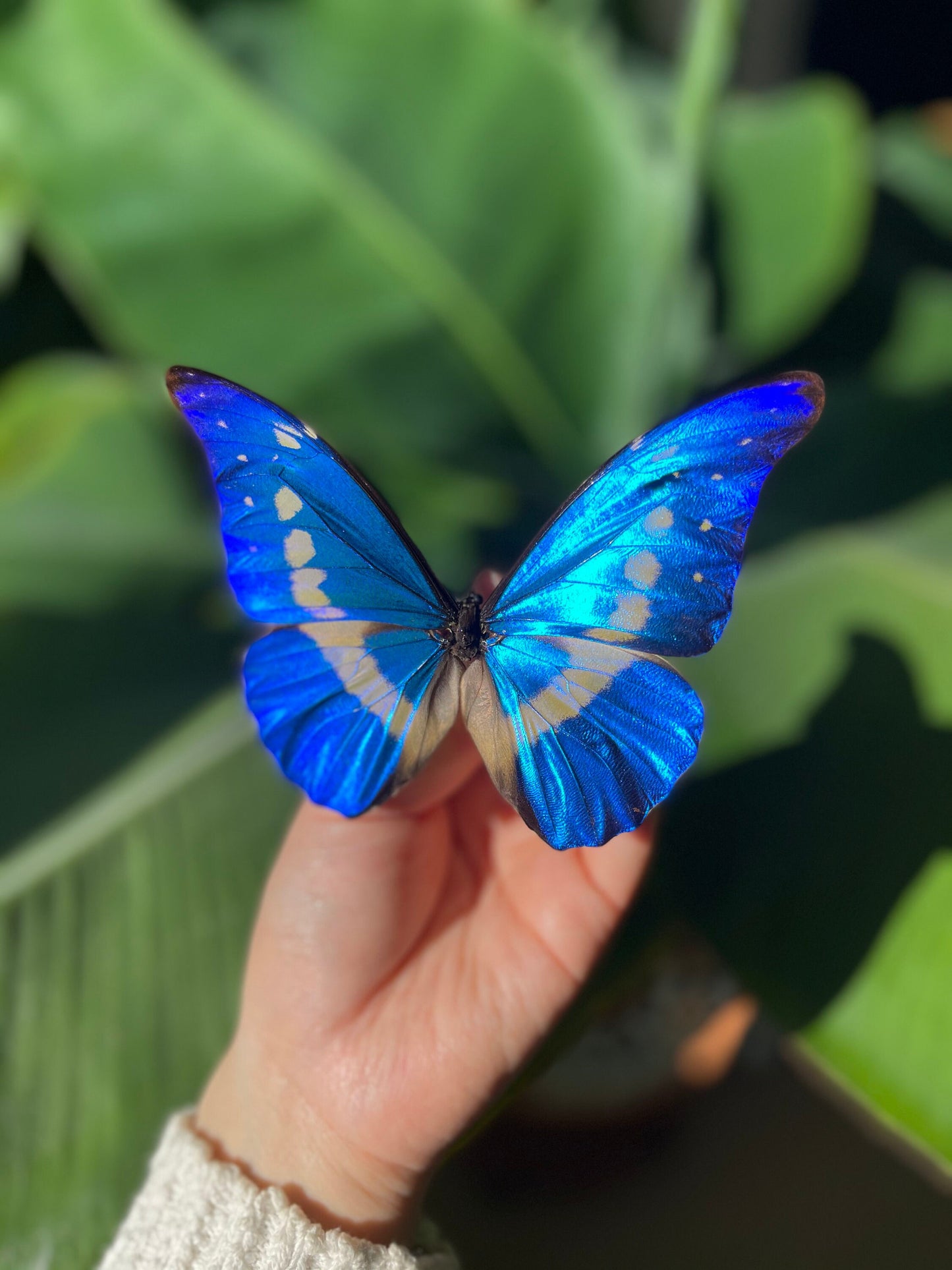 blue Morpho helena butterfly art