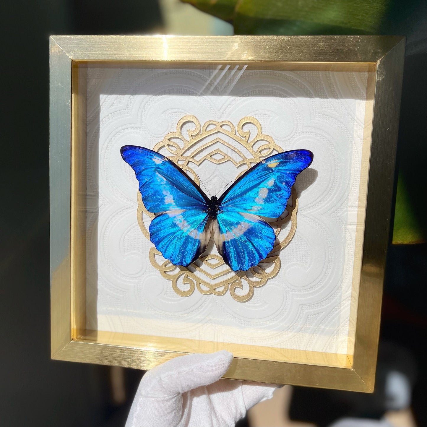 framed butterfly wall art
