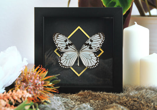 Deluxe framed Idea durvillei butterfly with golden line accent