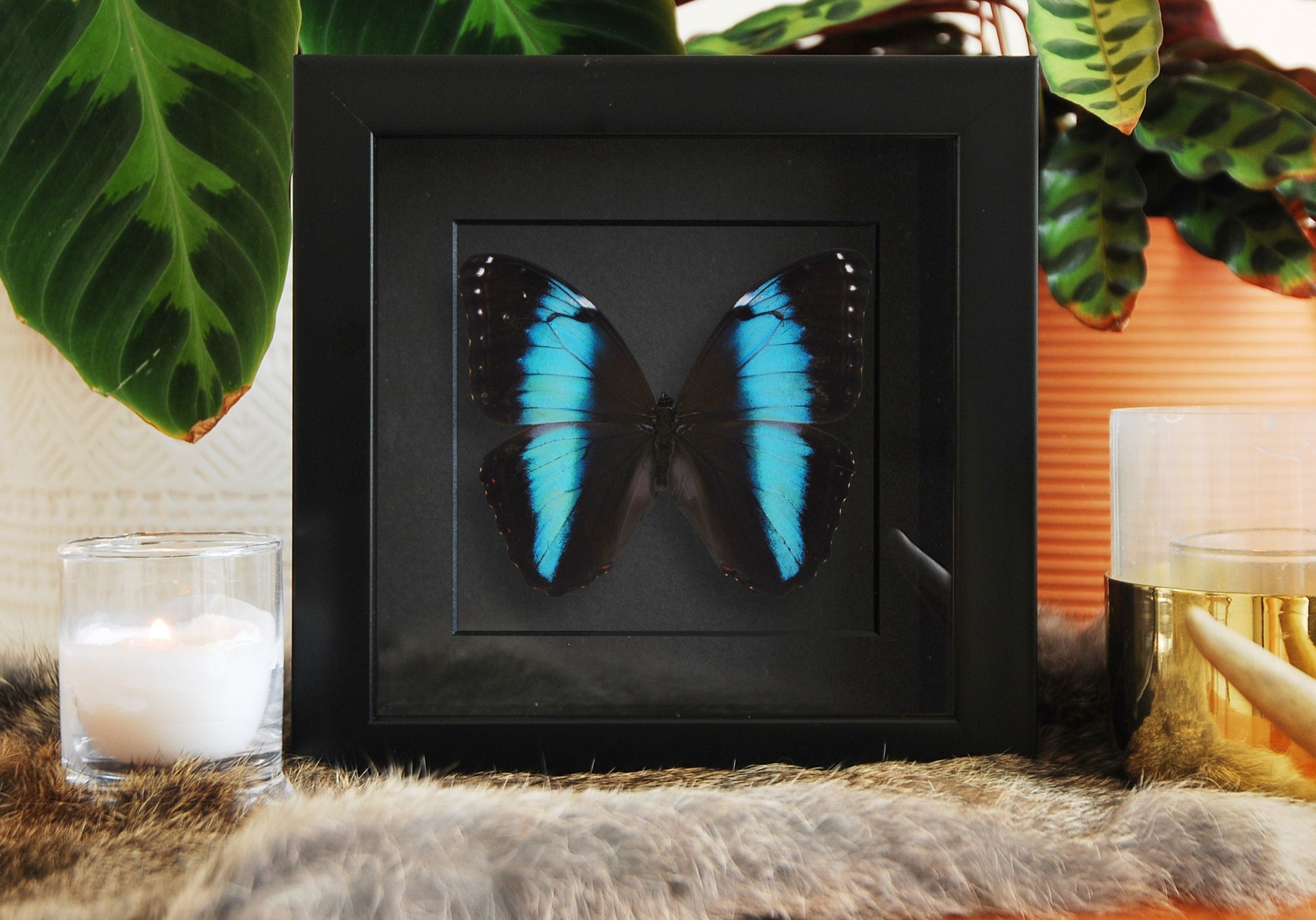 Blue Morpho achilles butterfly wall art