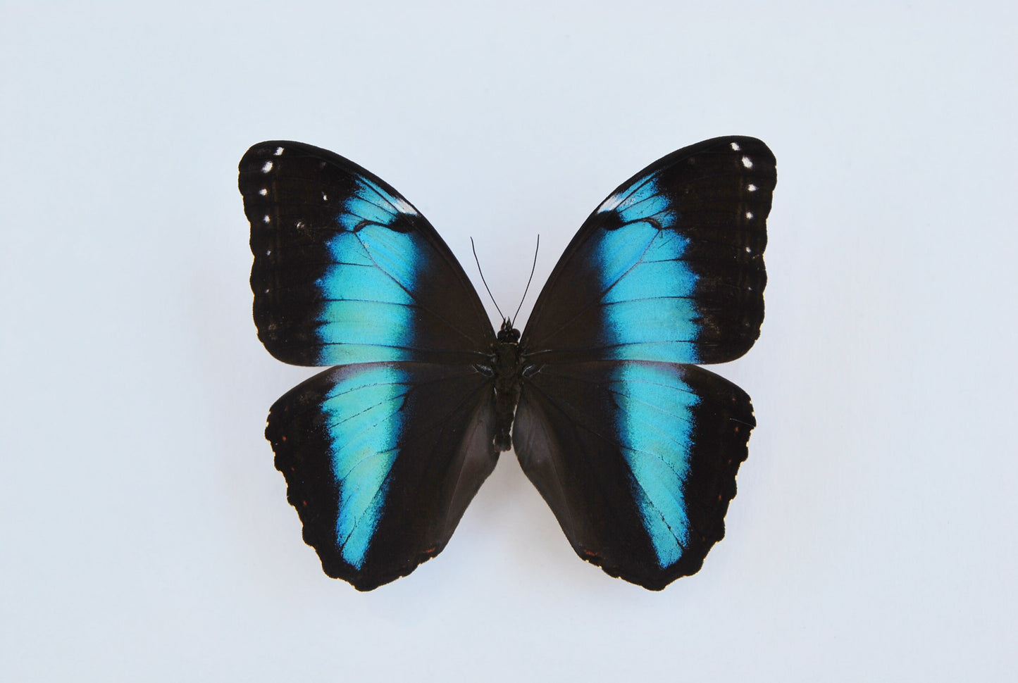 Morpho achilles butterfly art