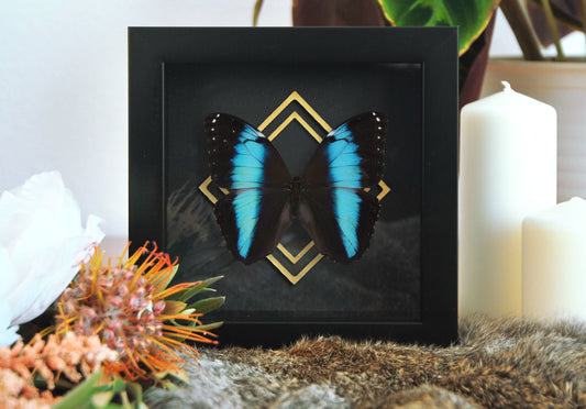 framed Morpho achilles butterfly wall decor