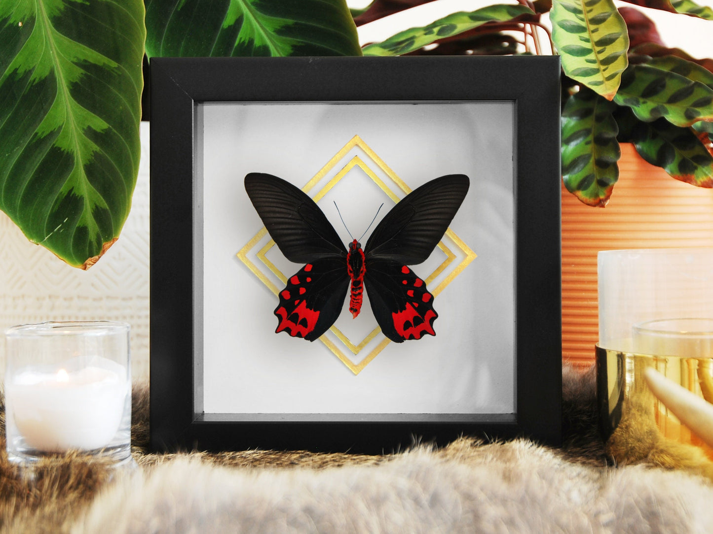 Framed vampire / black ballerina butterfly