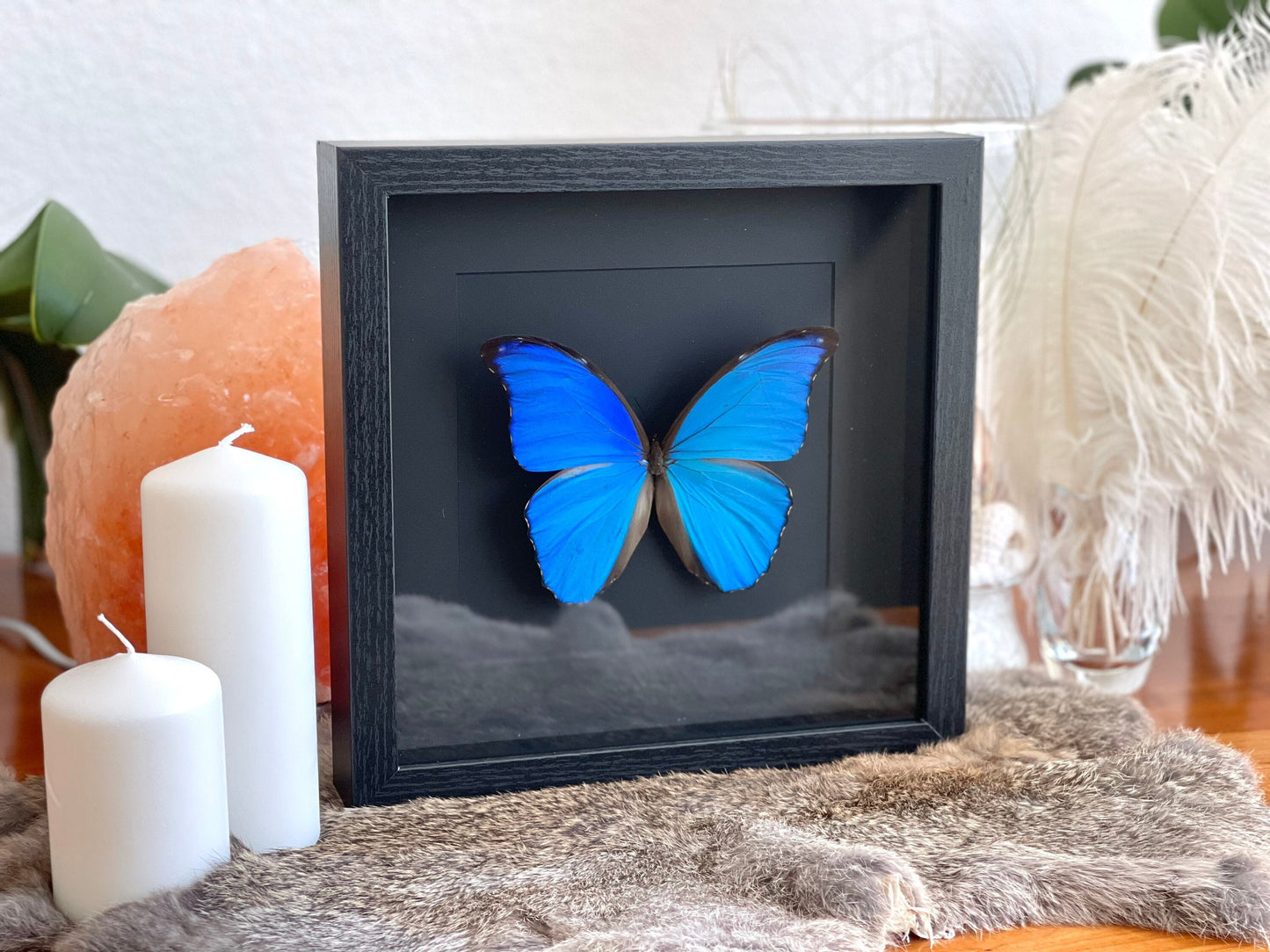 Framed blue Morpho godartii didius butterfly wall art