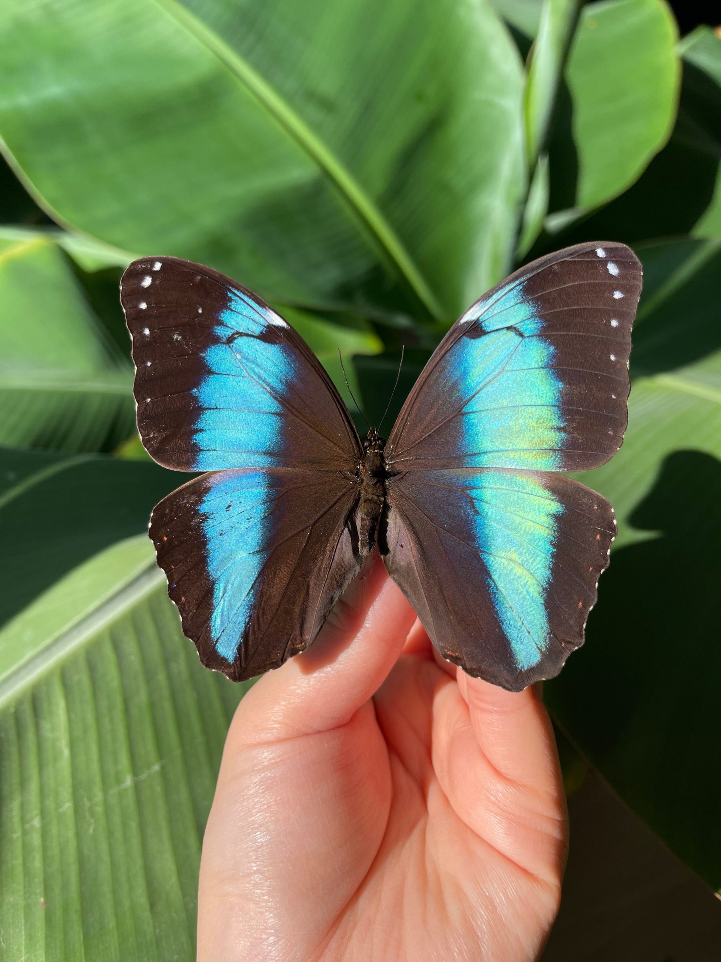 Blue Morpho achilles butterfly