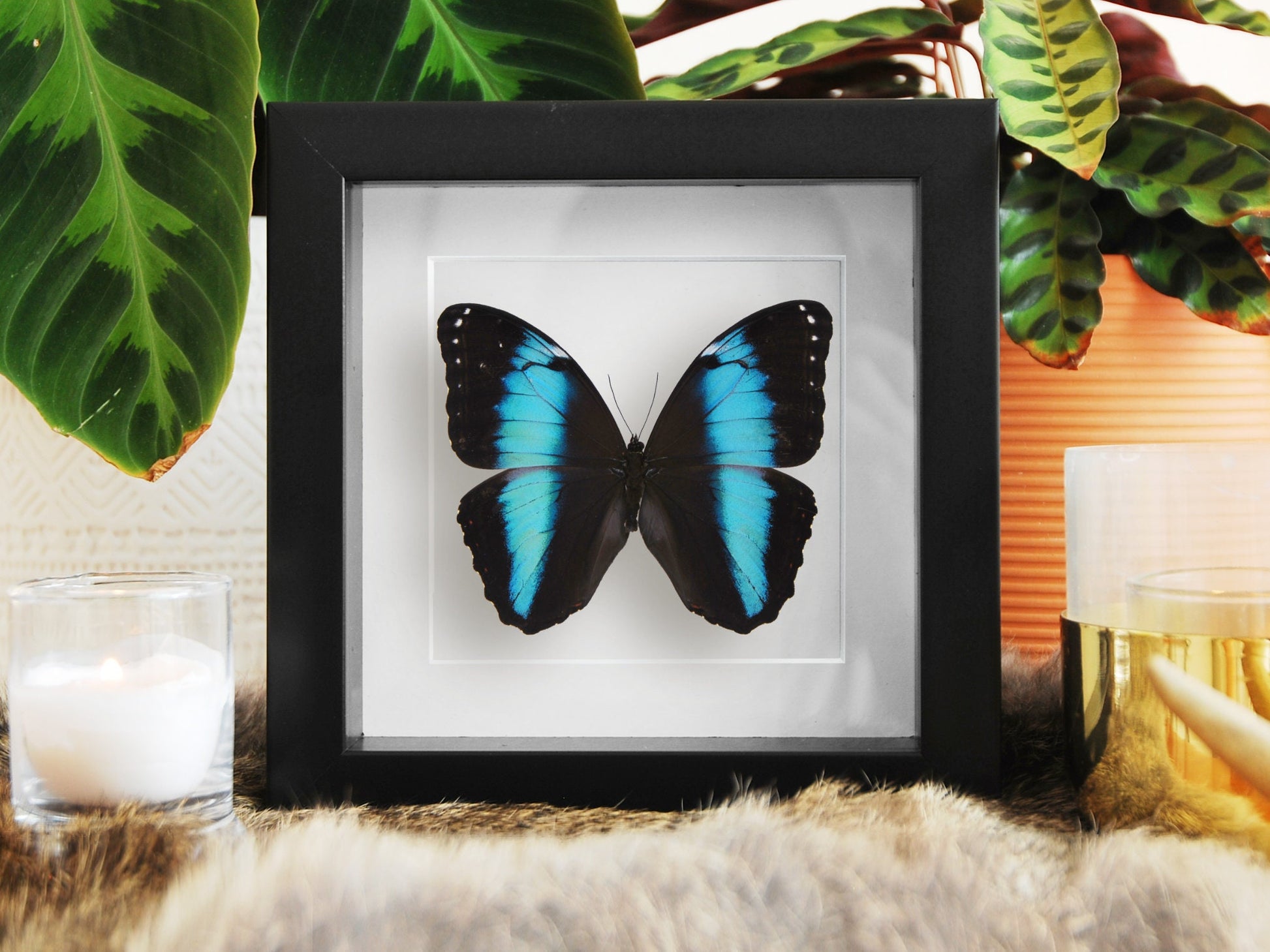 Mounted Blue Morpho achilles butterfly wall art