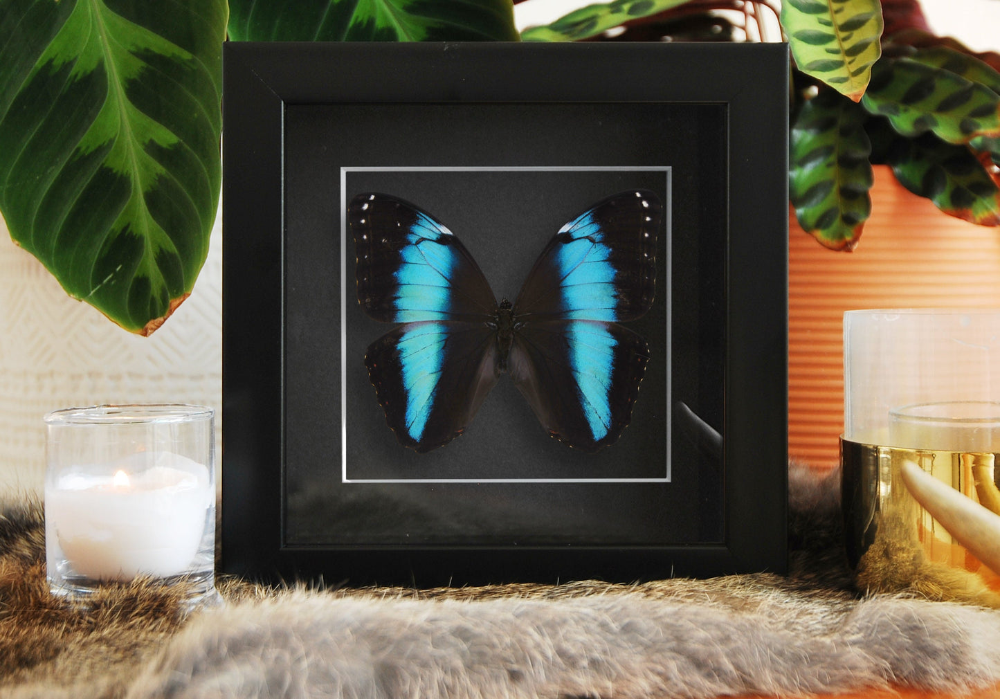 Framed Blue Morpho achilles butterfly art