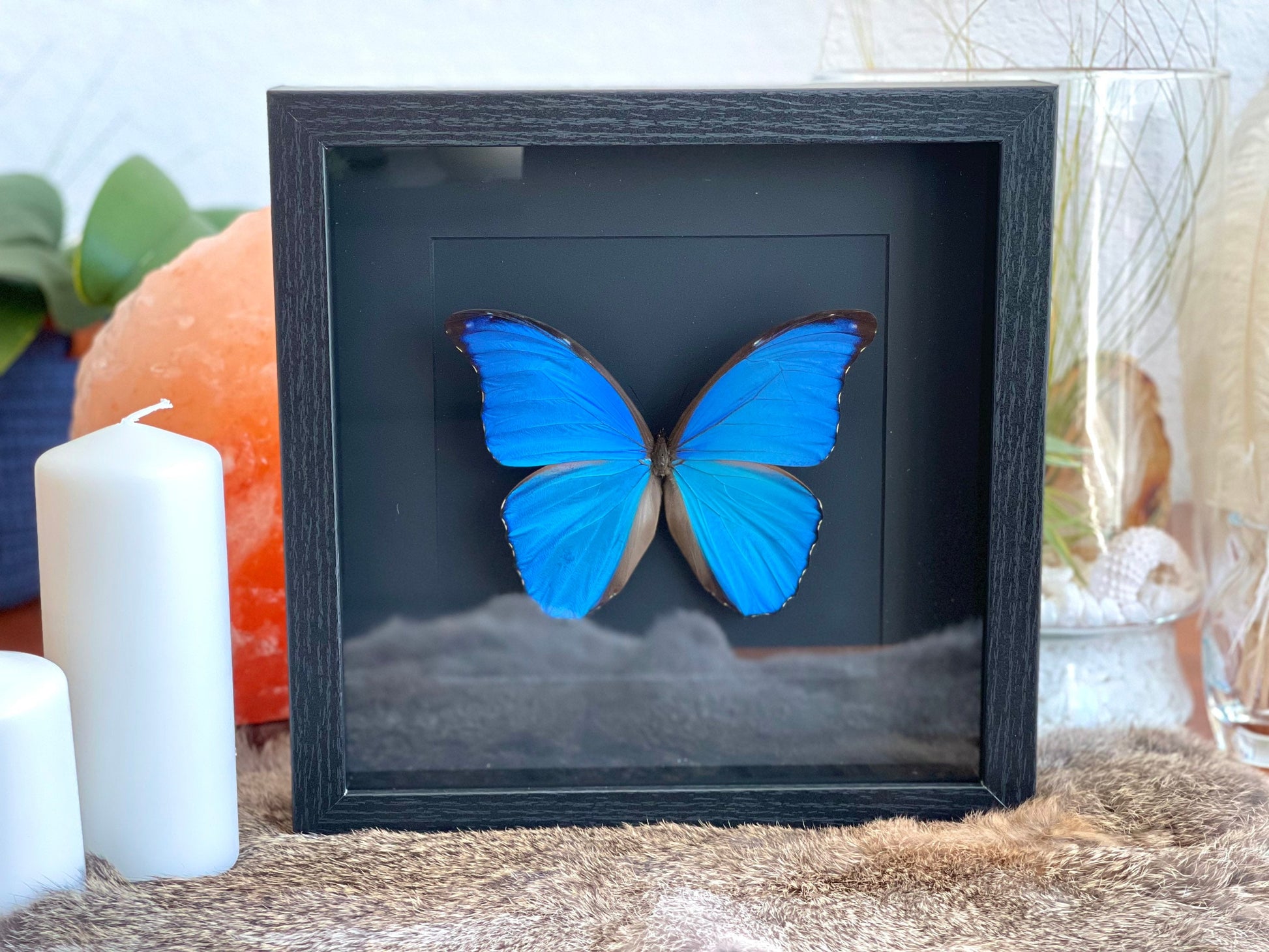 Framed blue Morpho godartii didius butterfly wall decor