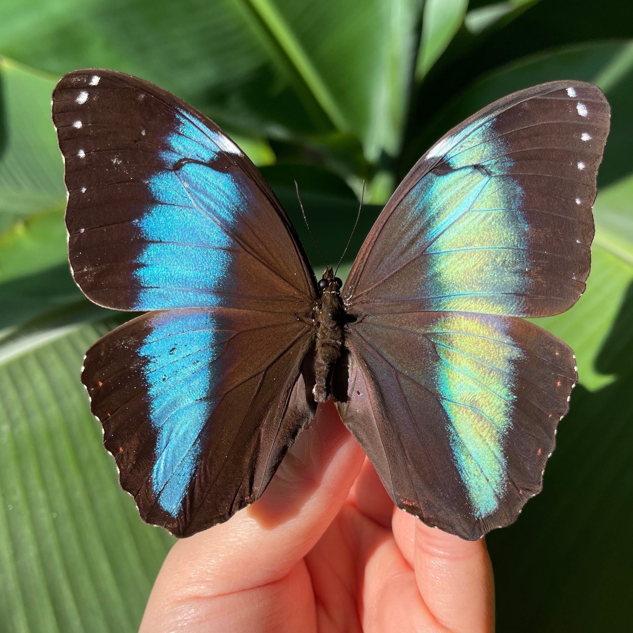 Framed Morpho achilles butterfly – Micro Giants