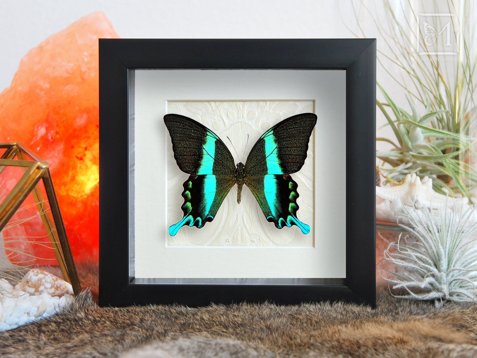 Framed Papilio blumei butterfly