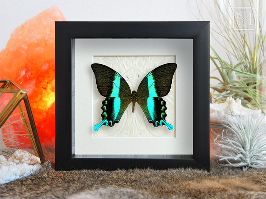 Framed Papilio blumei butterfly