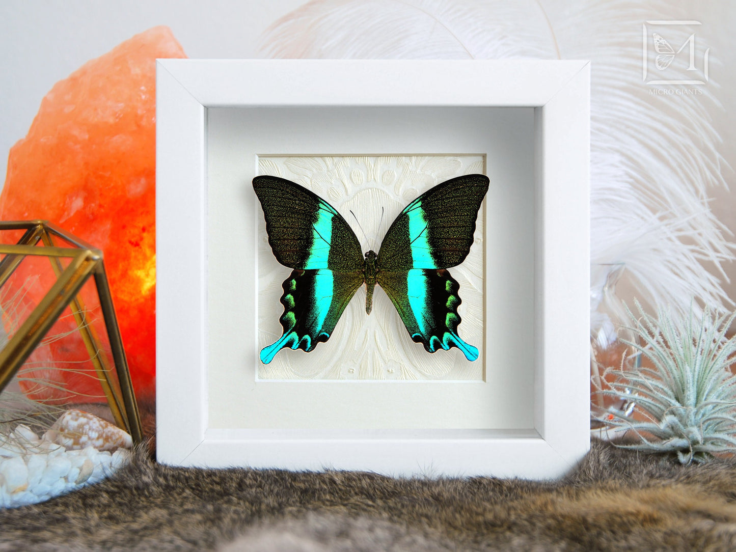 Framed Papilio blumei butterfly wall art