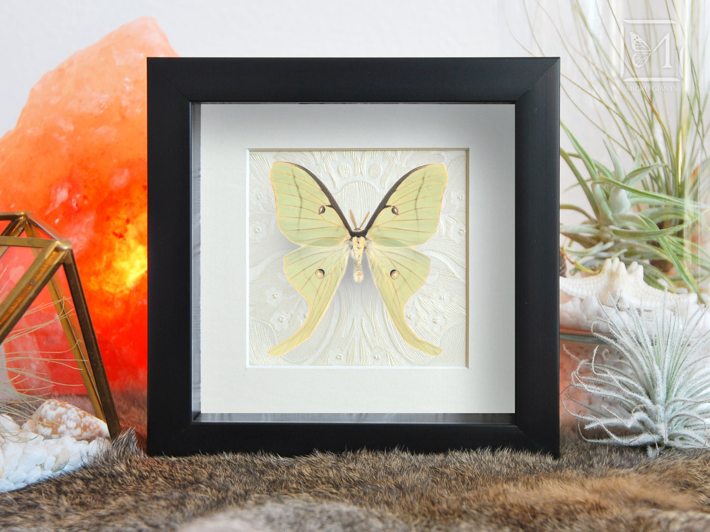 Actias luna Moth in frame