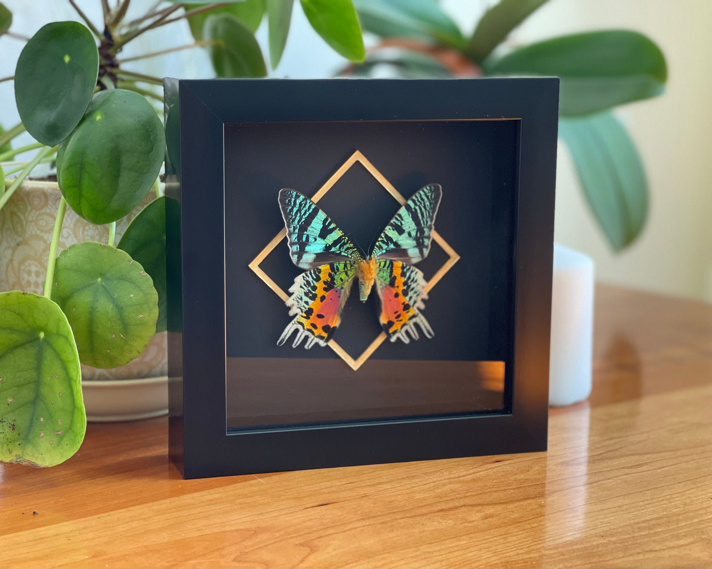 Frame sunset moth butterfly shadow box