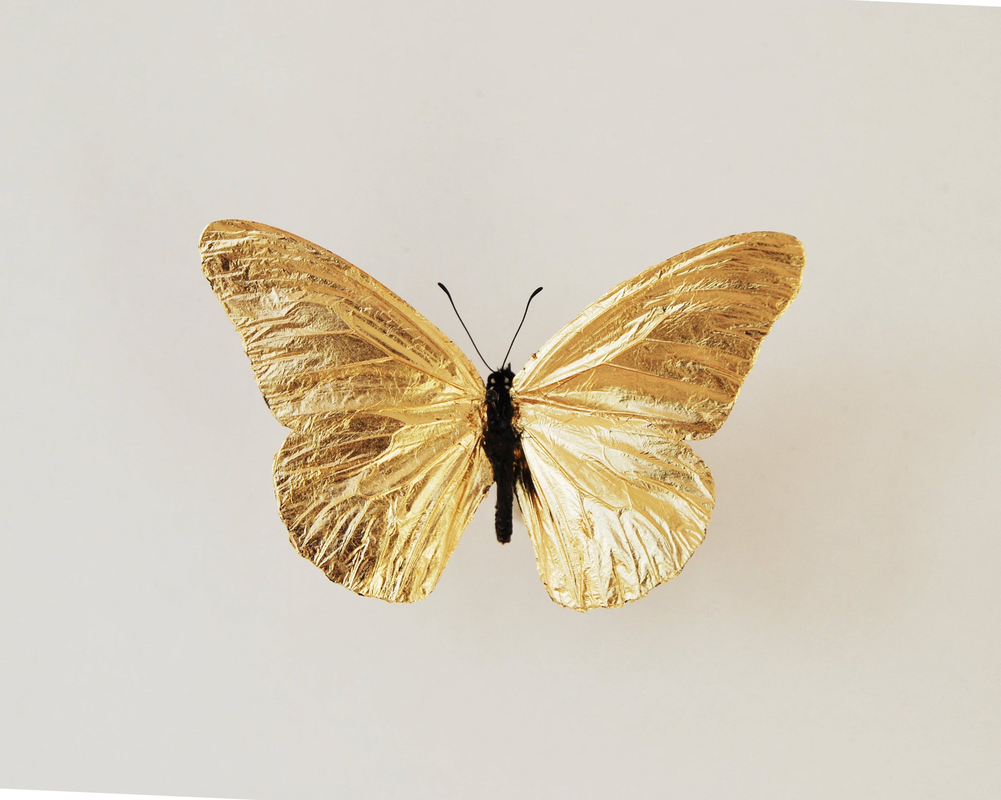 gold leaf monarch butterfly art