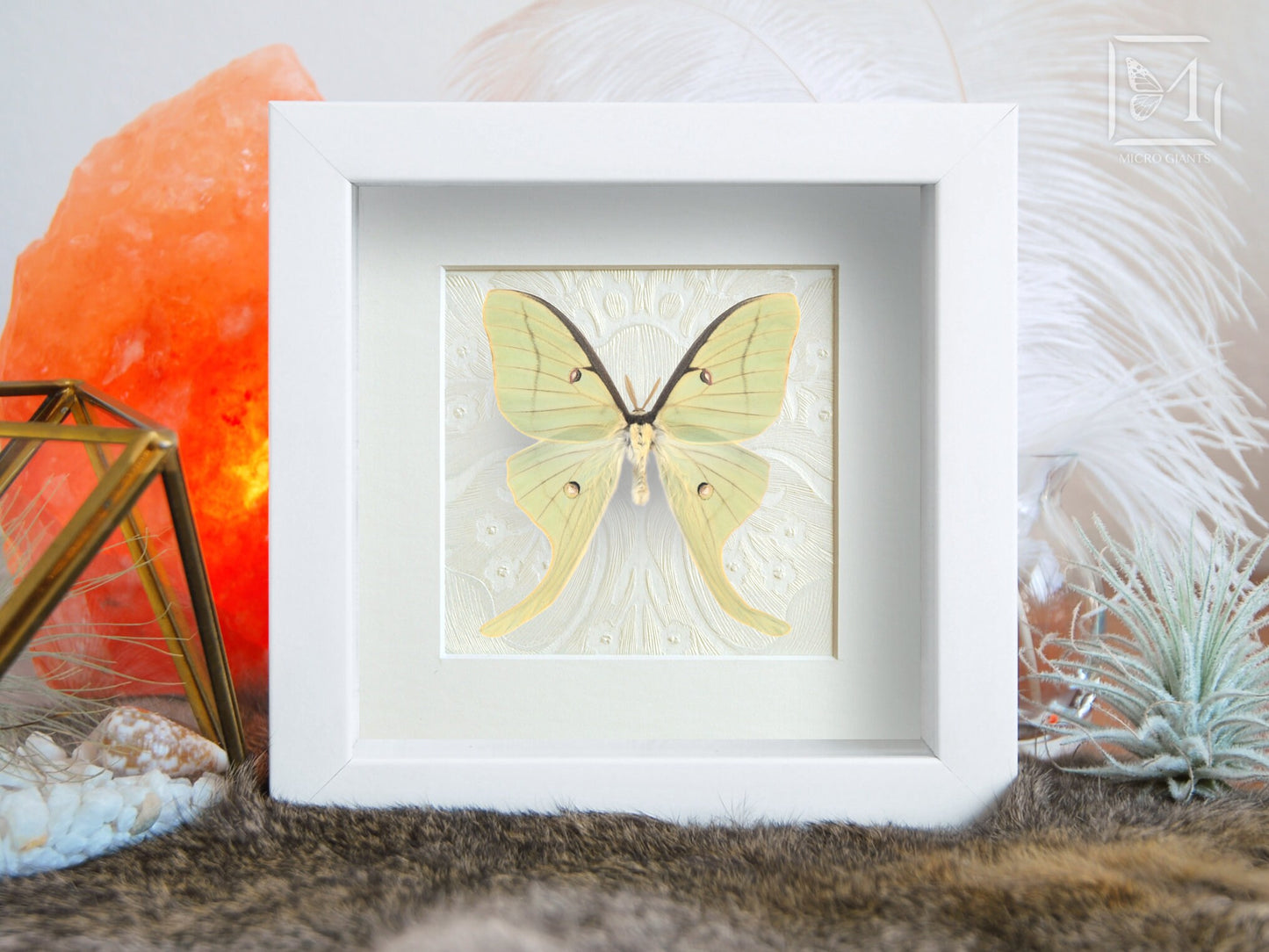 Luna Moth framed art