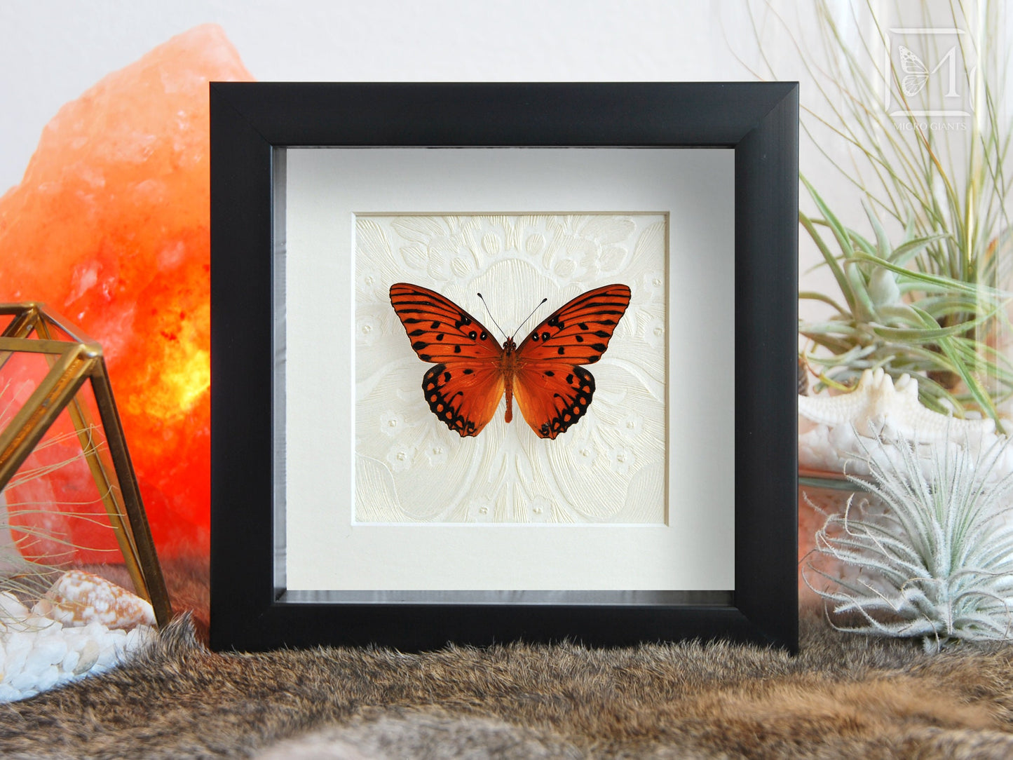 Framed Agraulis vanillae nigrior butterfly