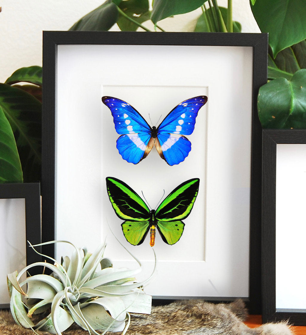 Framed butterfly art with Morpho helena and O priamus poseidon  butterfly