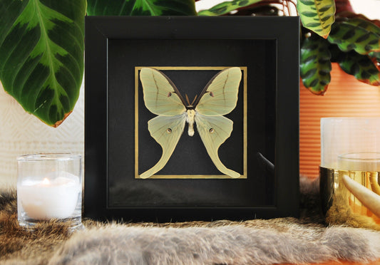 framed Luna Moth wall art with golden accent