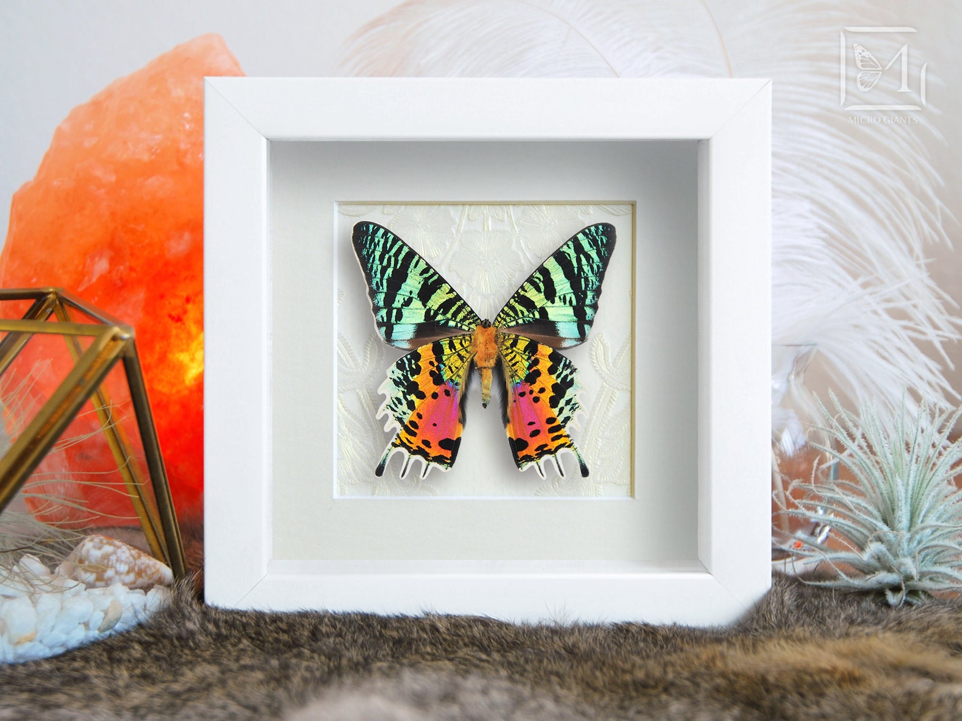 framed Urania ripheus sunset moth